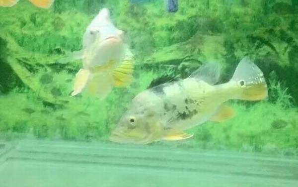 地图鱼不吃食怎么回事?