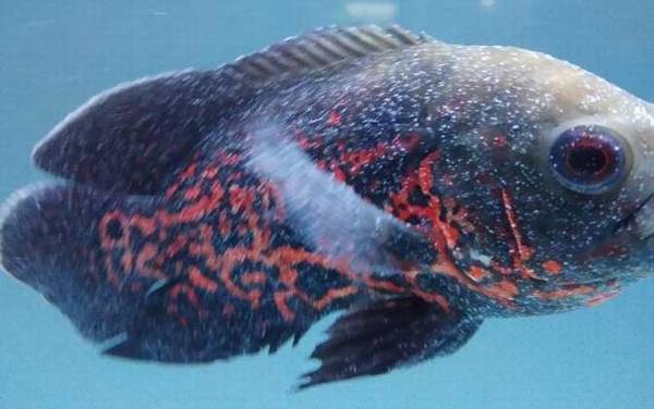 地图鱼不吃食怎么回事?