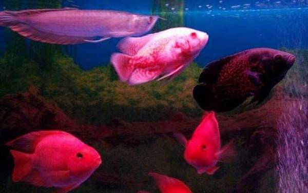 地图鱼不吃食怎么回事?