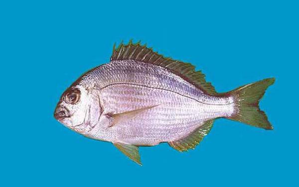 鲷鱼是什么鱼?