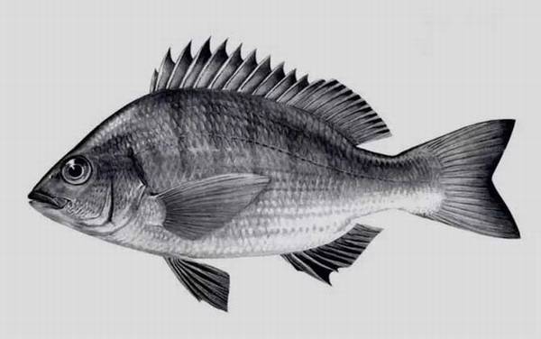 鲷鱼是什么鱼?