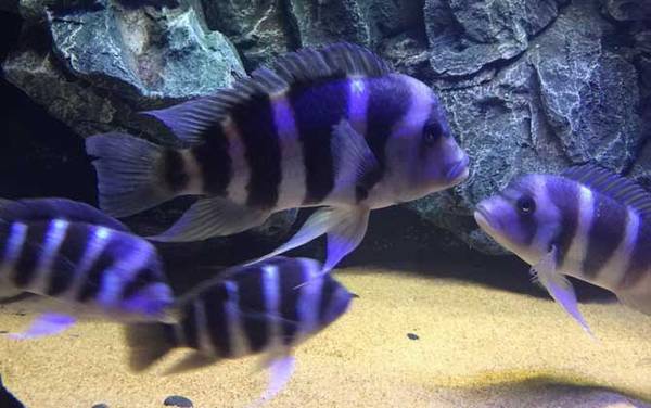 三湖慈鲷是什么鱼?