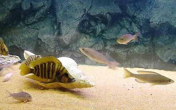 三湖慈鲷是什么鱼?