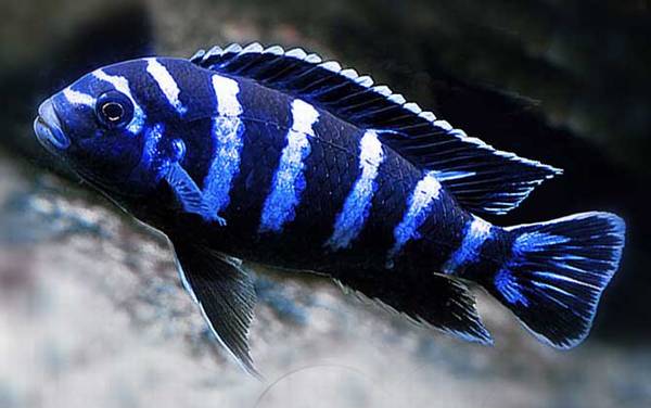 马鲷鱼是什么鱼?