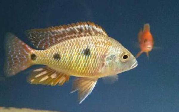 马鲷鱼是什么鱼?