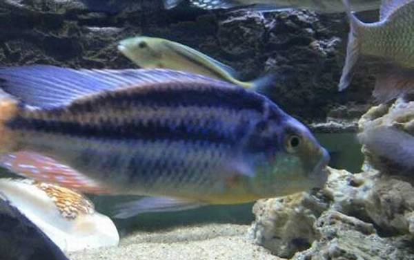 马鲷鱼是什么鱼?