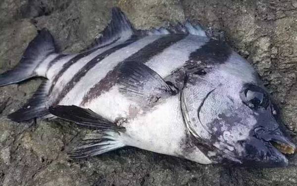 条石鲷是什么鱼?