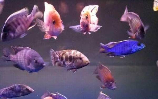 马鲷鱼是什么鱼?