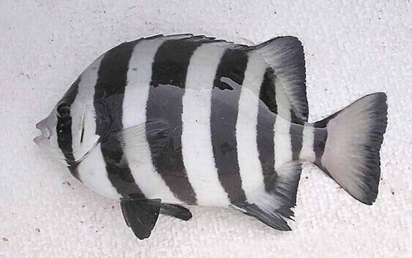 条石鲷是什么鱼?