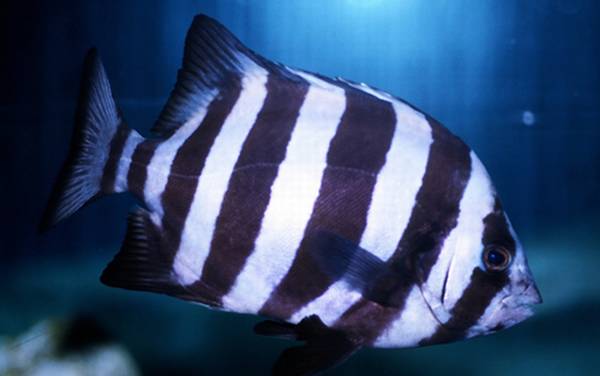 条石鲷是什么鱼?