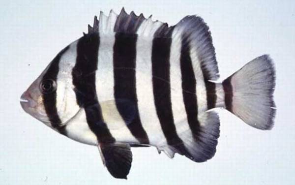 条石鲷是什么鱼?