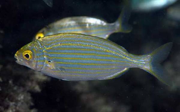 叉牙鲷是什么鱼?