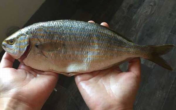 叉牙鲷是什么鱼?