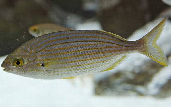 叉牙鲷是什么鱼?