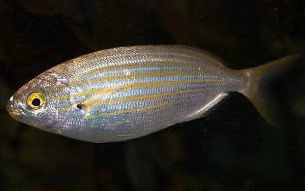 叉牙鲷是什么鱼?