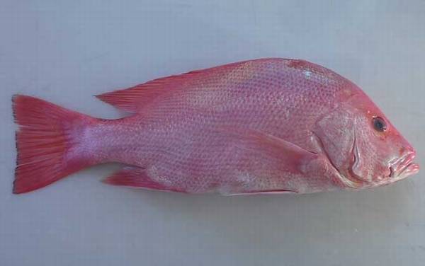 红鲷鱼是什么鱼?