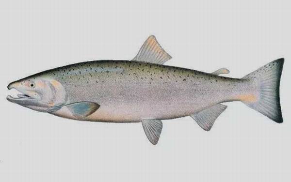 大马哈鱼是什么鱼?