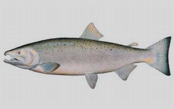 大马哈鱼种类及图片大全