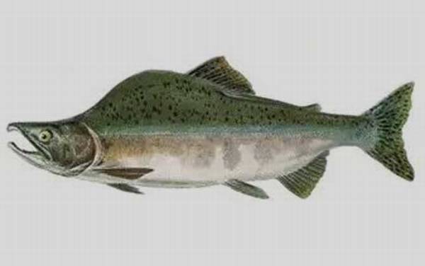 大马哈鱼价格多少钱一斤?