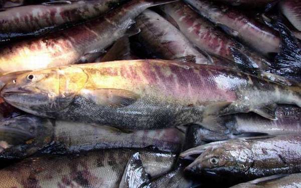 大马哈鱼价格多少钱一斤?