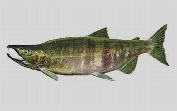 大马哈鱼价格多少钱一斤?