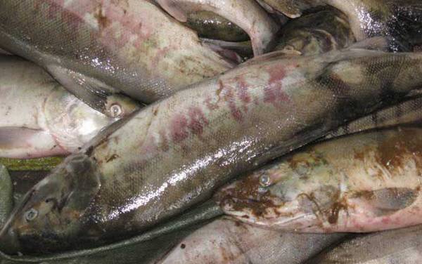 大马哈鱼价格多少钱一斤?