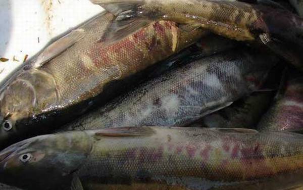 抚远大马哈鱼是什么鱼?