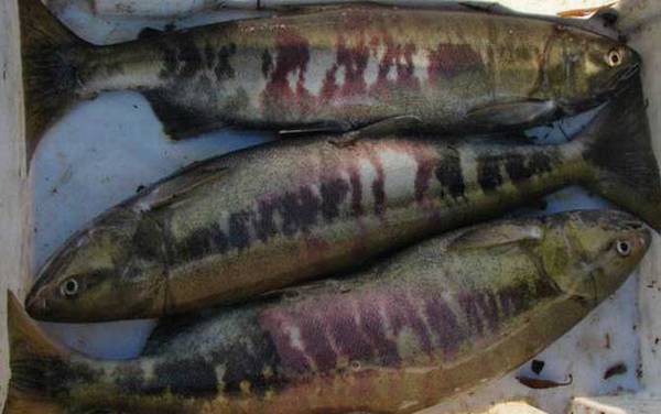 抚远大马哈鱼是什么鱼?