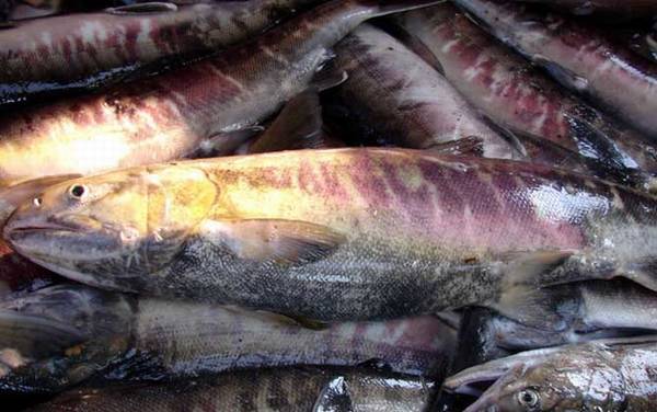 抚远大马哈鱼是什么鱼?