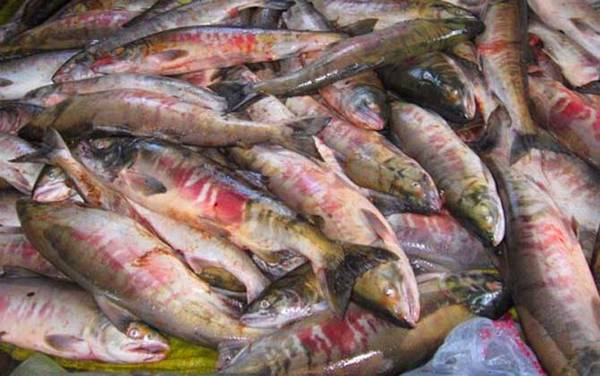 抚远大马哈鱼是什么鱼?