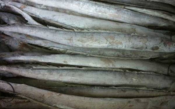 带鱼价格多少钱一斤?