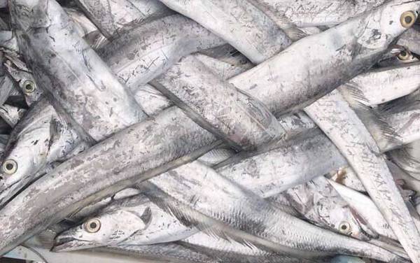 带鱼产地在哪里?