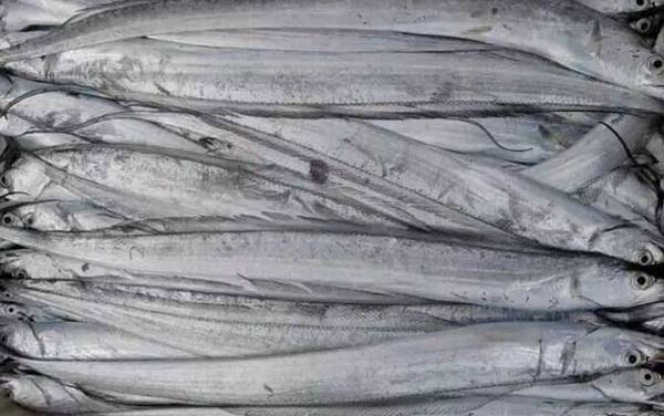 带鱼产地在哪里?