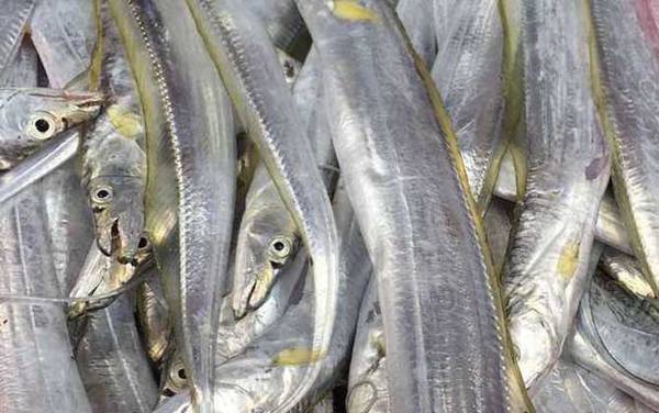 带鱼产地在哪里?