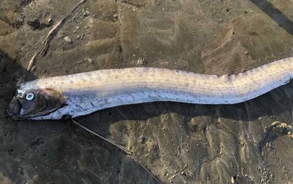 皇带鱼是什么鱼?