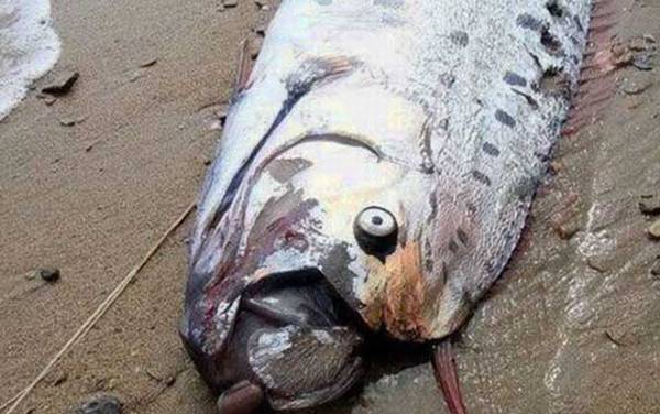 皇带鱼是什么鱼?