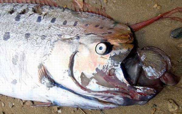 皇带鱼是什么鱼?