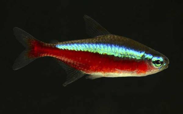 灯笼鱼科有哪些品种?