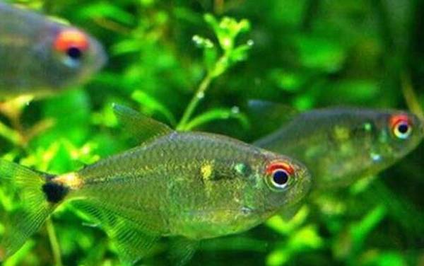 灯笼鱼科有哪些品种?