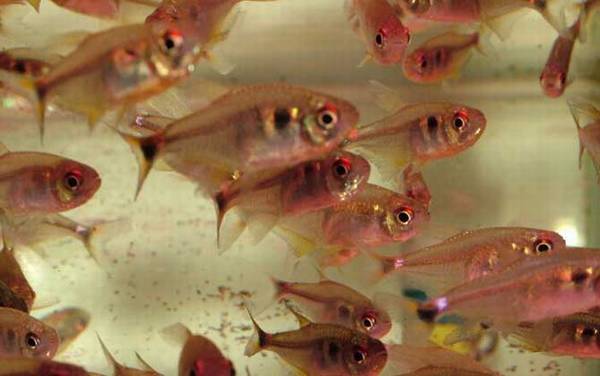 灯笼鱼科有哪些品种?