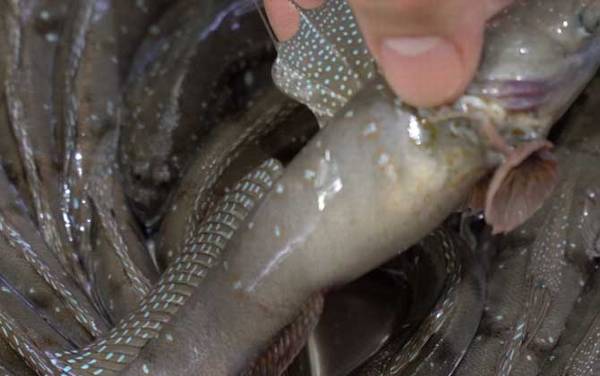 弹涂鱼是什么鱼?