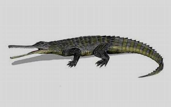 鳄目有几科几种?