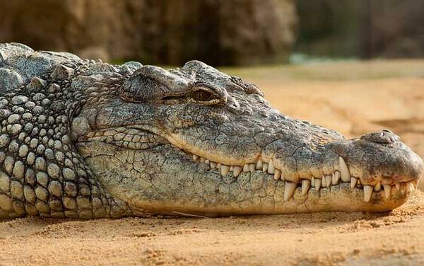 非洲鳄是什么动物?