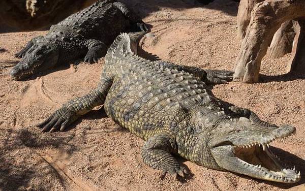 非洲鳄是什么动物?