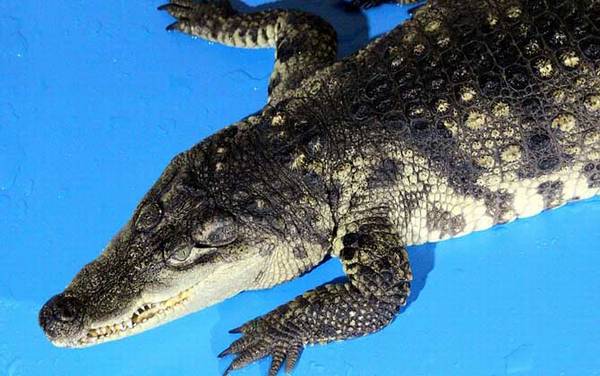 非洲鳄是什么动物?