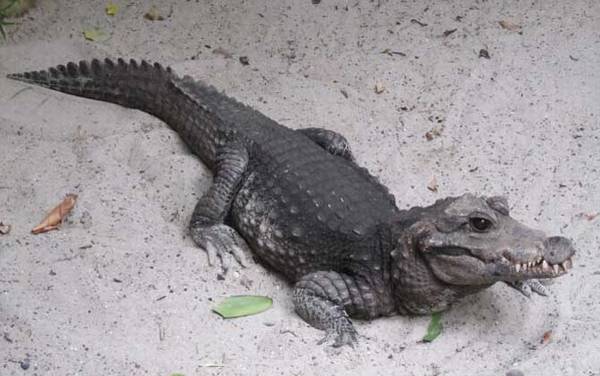 非洲侏儒鳄是什么动物?