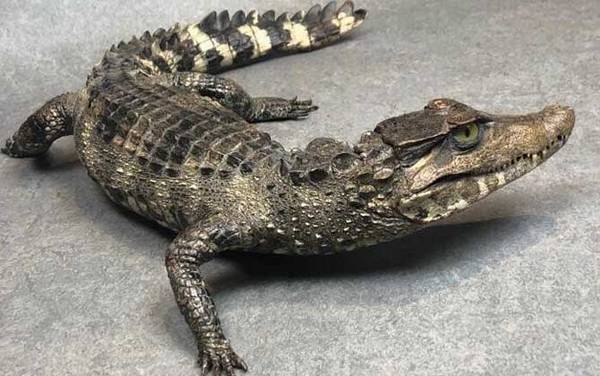 非洲侏儒鳄是什么动物?