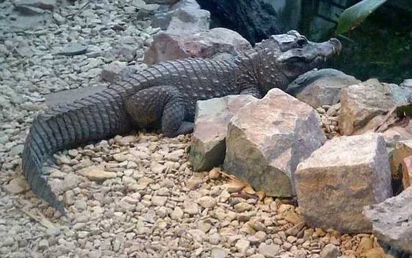 非洲侏儒鳄是什么动物?