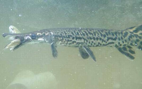 福鳄是什么动物?