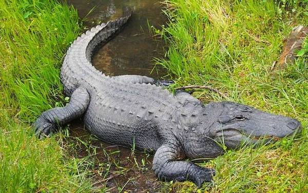 湾鳄是什么动物?